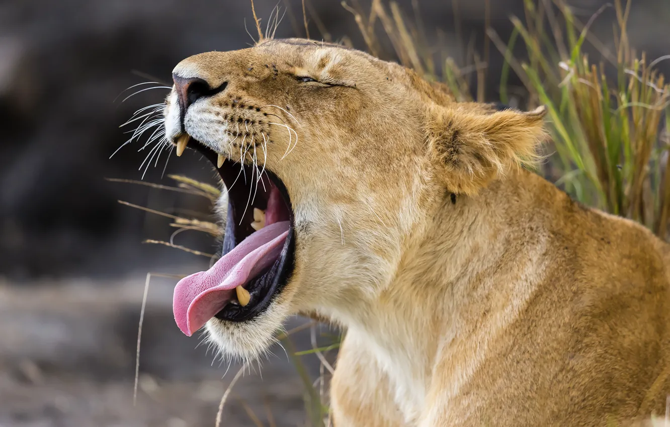 Photo wallpaper animal, predator, Leo, mouth, lioness