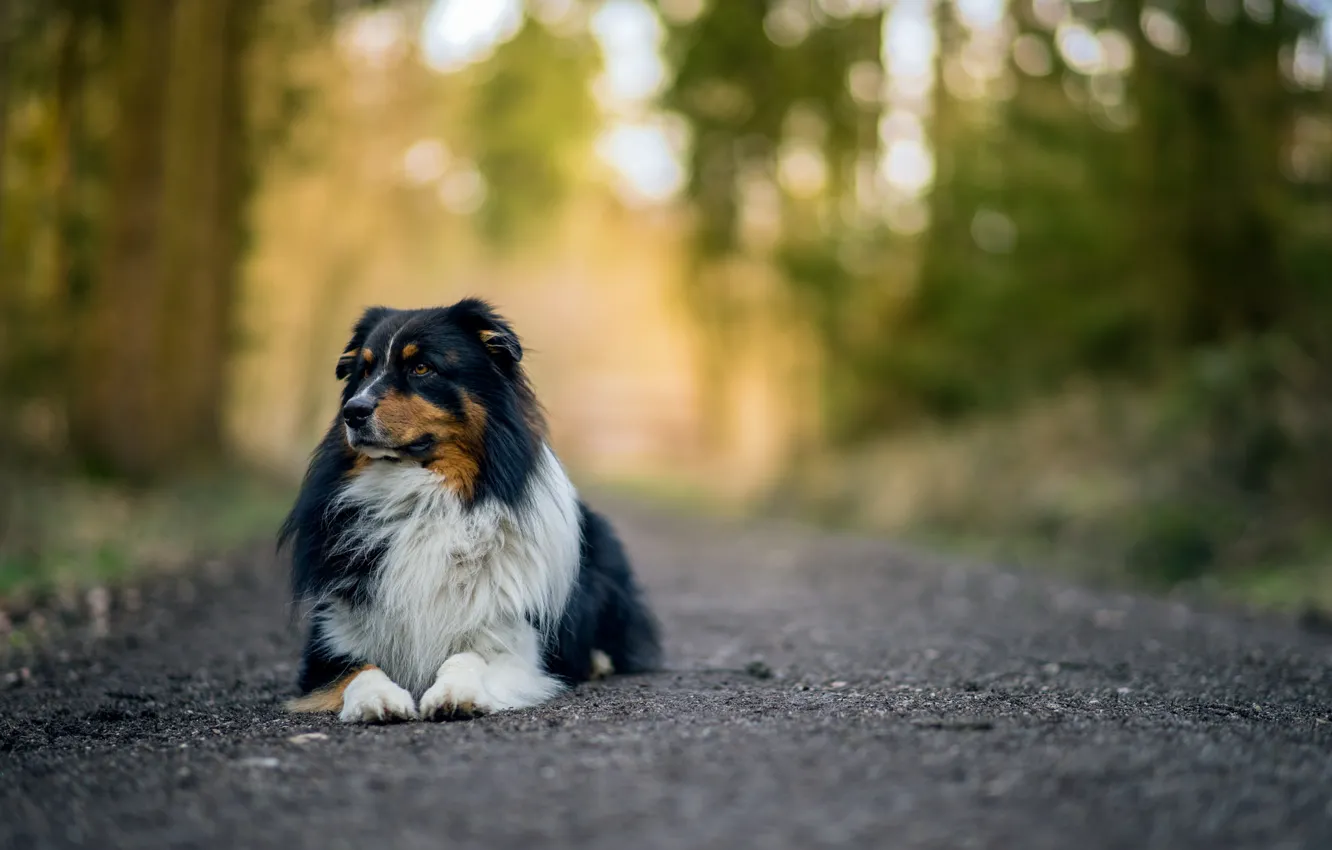 Wallpaper road, dog, bokeh, australian shepherd images for desktop ...