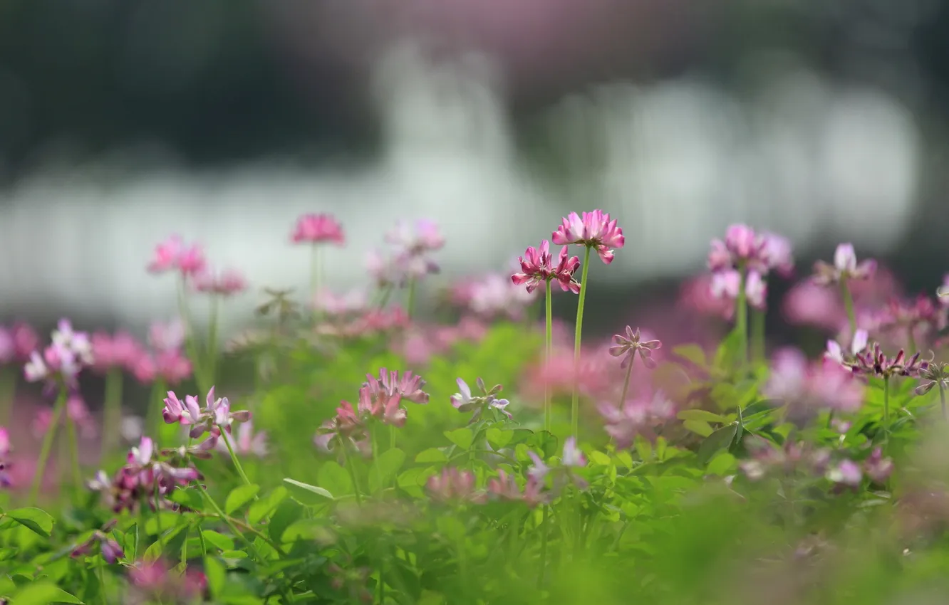 Photo wallpaper flowers, nature, background