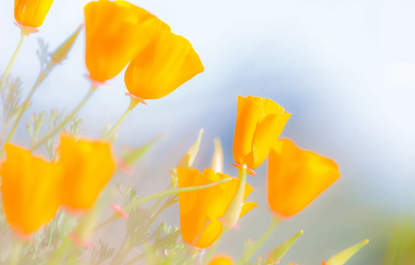 Photo wallpaper the sky, macro, Maki, petals