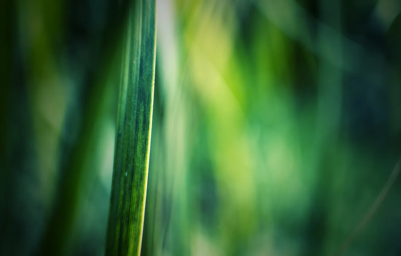 Photo wallpaper greens, leaves, macro, nature, focus, stem, macro