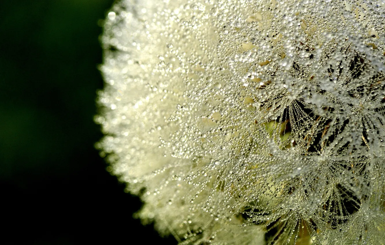 Photo wallpaper white, drops, macro, Rosa, dandelion, fluff
