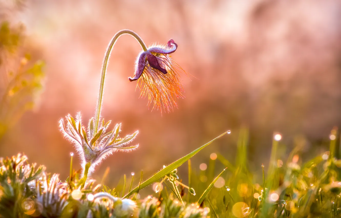 Photo wallpaper flower, grass, drops, Rosa, background