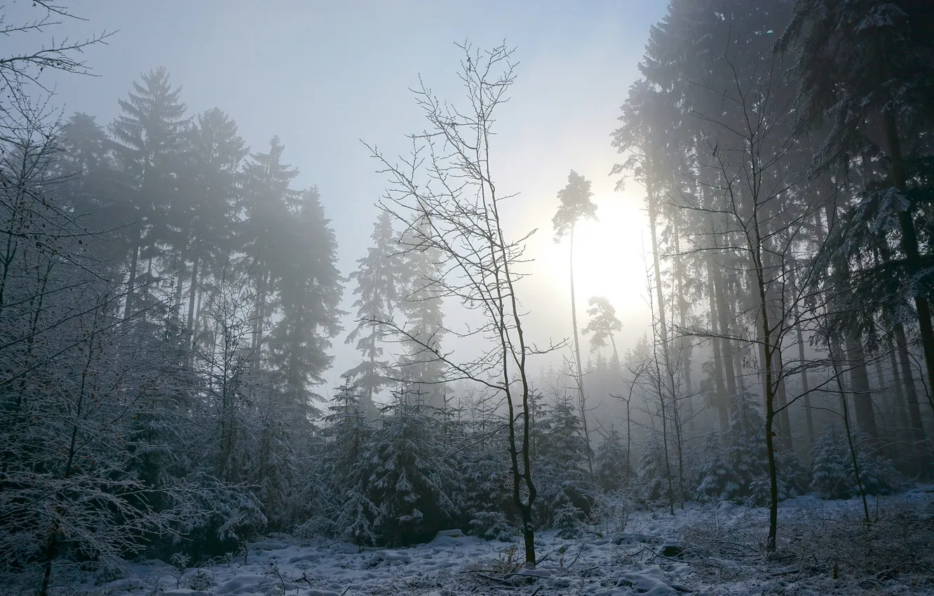 Photo wallpaper winter, forest, morning