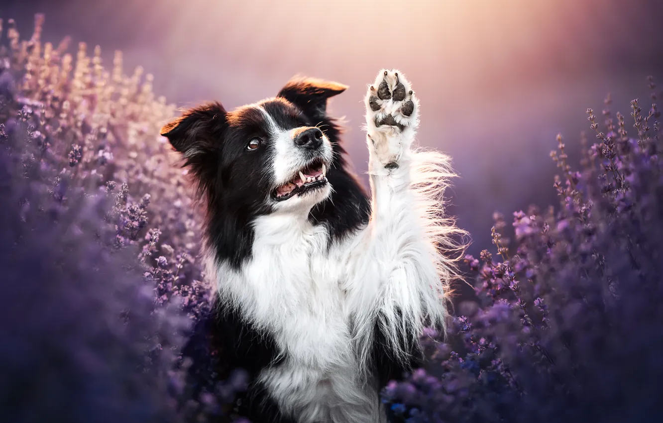 Photo wallpaper face, paw, dog, lavender, The border collie