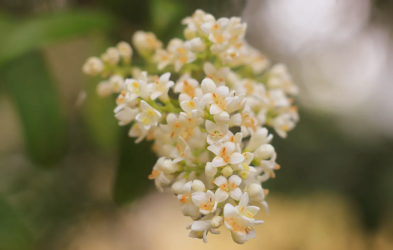 Photo wallpaper white, flower, tree, twig, blooming