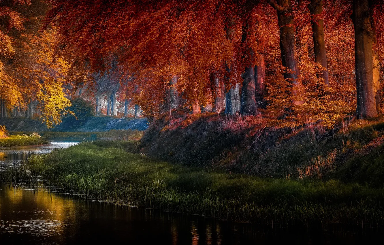 Photo wallpaper autumn, grass, trees, nature, pond, Park, pond, Holland