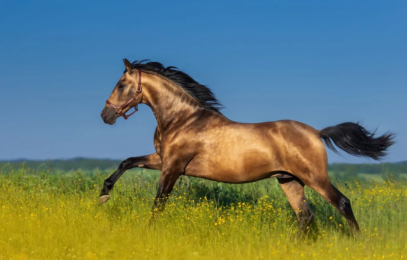 Photo wallpaper field, the sky, flowers, horse, horse, walk, chestnut, horse