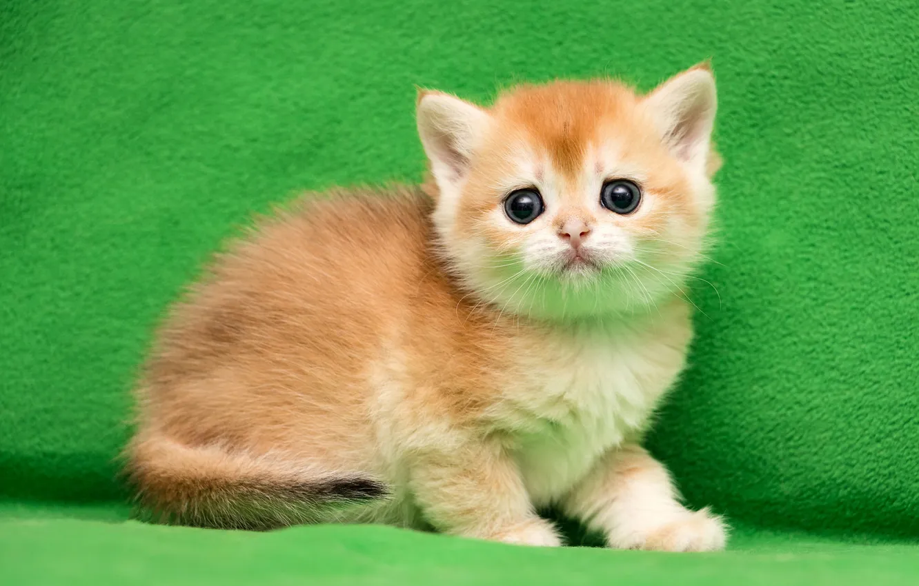 Photo wallpaper cat, look, pose, baby, fabric, red, kitty, face