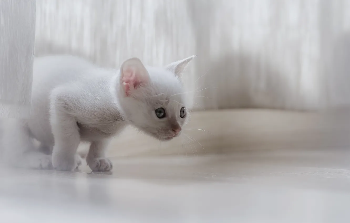 Photo wallpaper cat, look, background