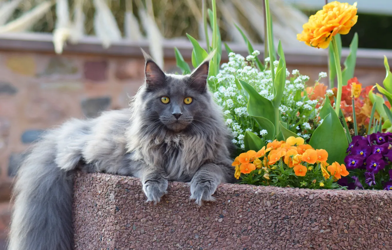 Photo wallpaper cat, cat, look, face, leaves, flowers, nature, Park