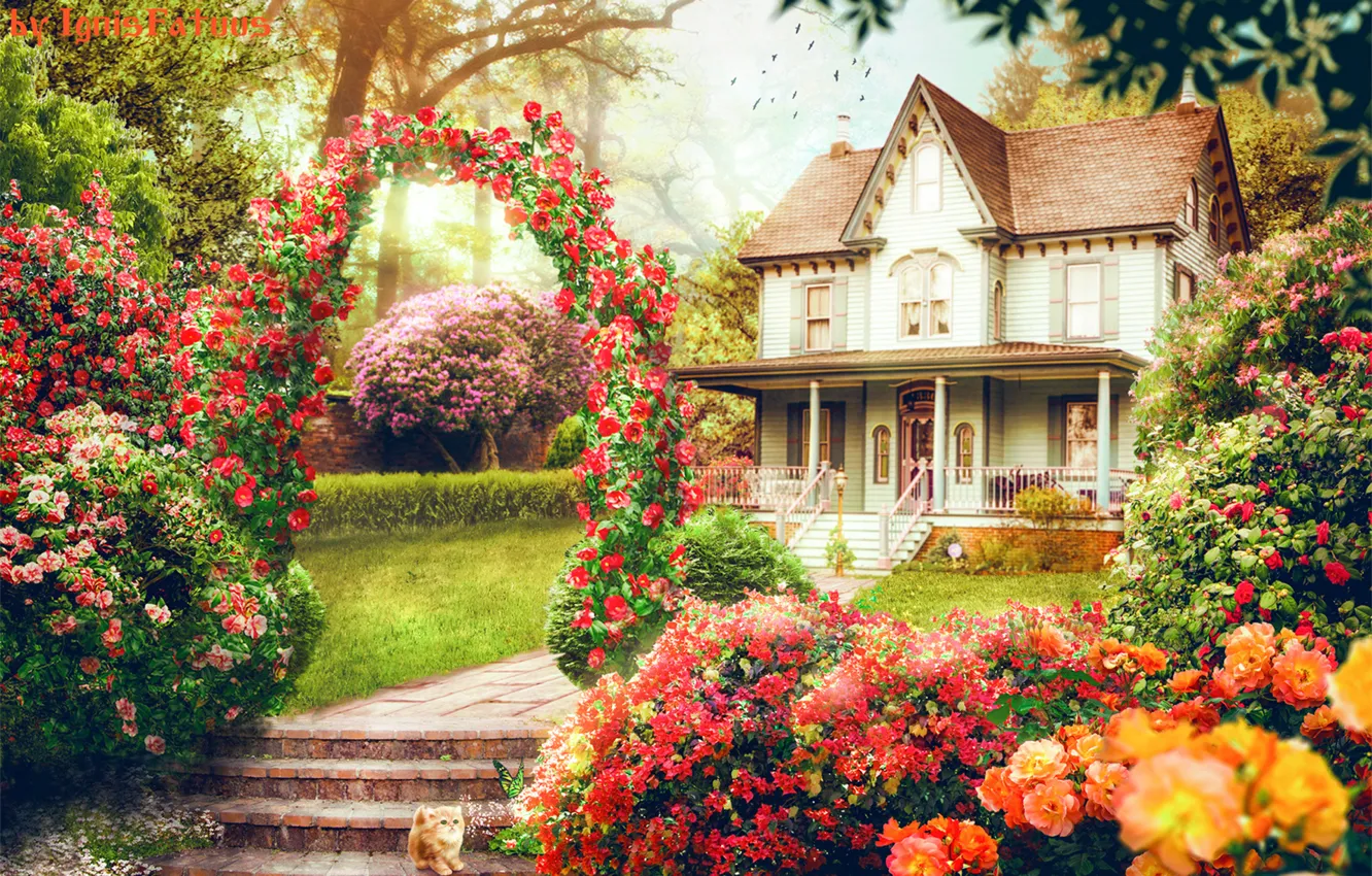Photo wallpaper flowers, home, kitty, IgnisFatuusII, retouch
