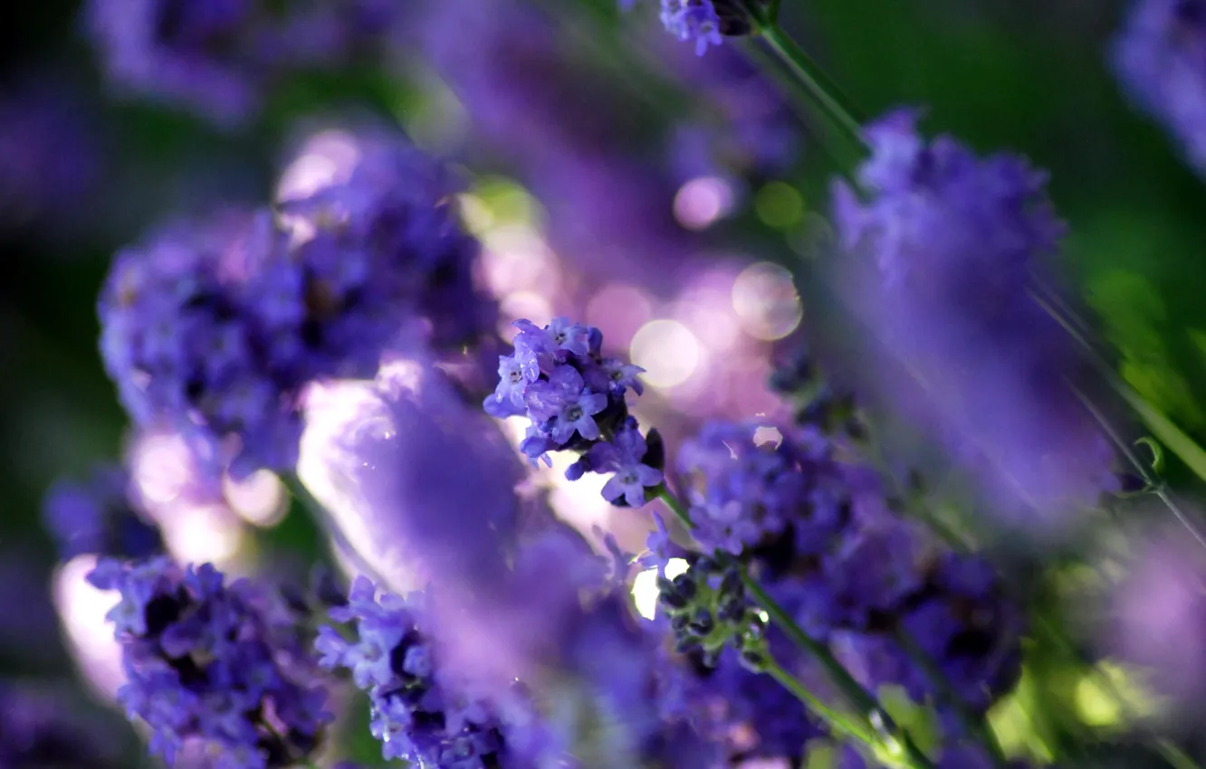 Photo wallpaper purple, macro, light, flowers, glare, glade, color, plants