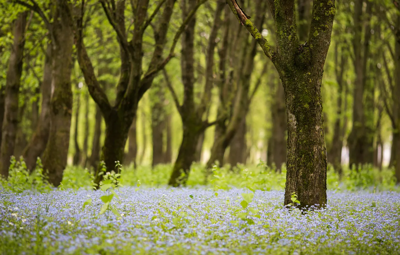 Photo wallpaper forest, trees, flowers, glade, spring