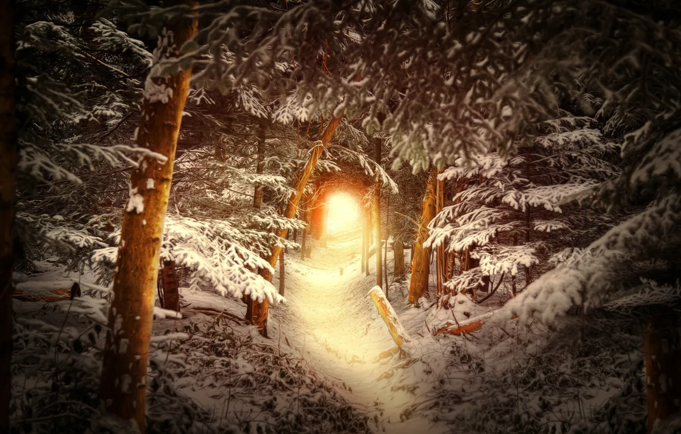 Photo wallpaper winter, forest, snow, trees, trail, the tunnel, the light at the end of the tunnel