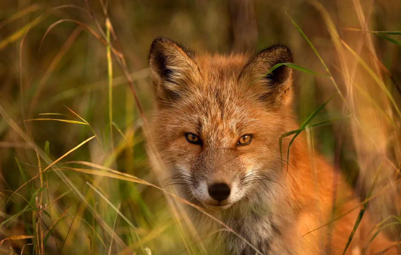 Photo wallpaper grass, look, face, background, portrait, Fox, red