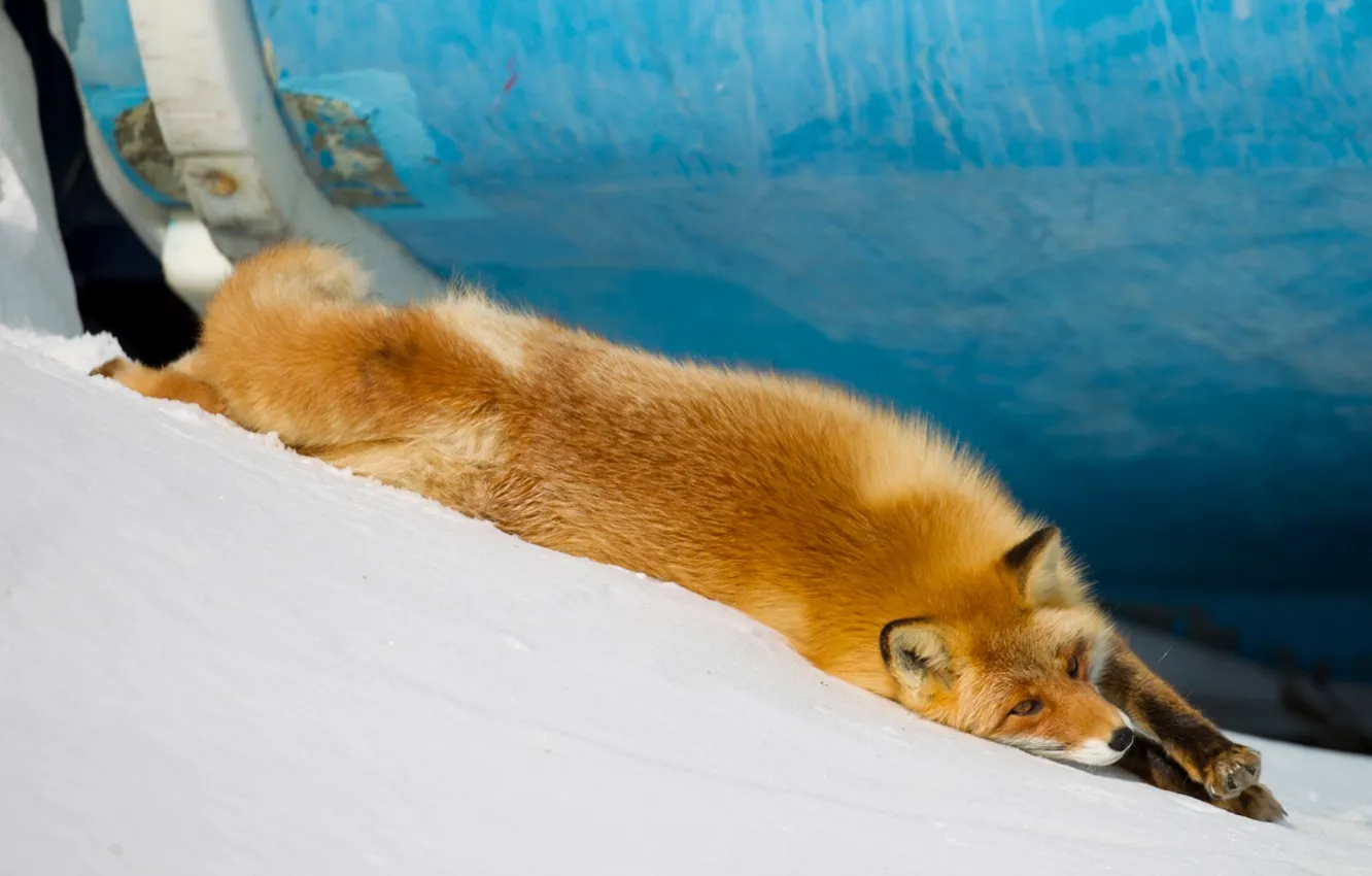 Photo wallpaper snow, Fox, red, potyagushki