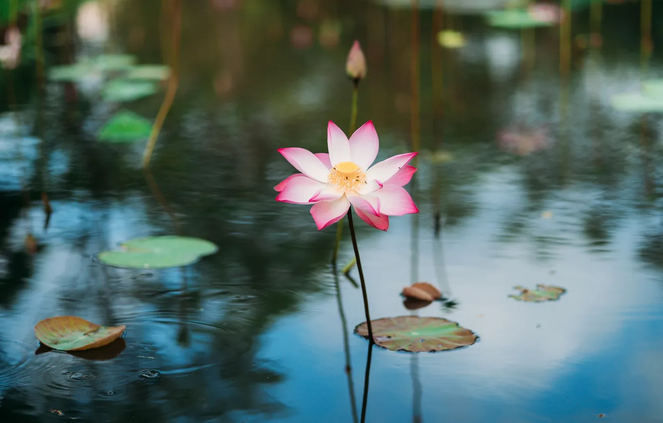 Photo wallpaper water, petals, Lotus