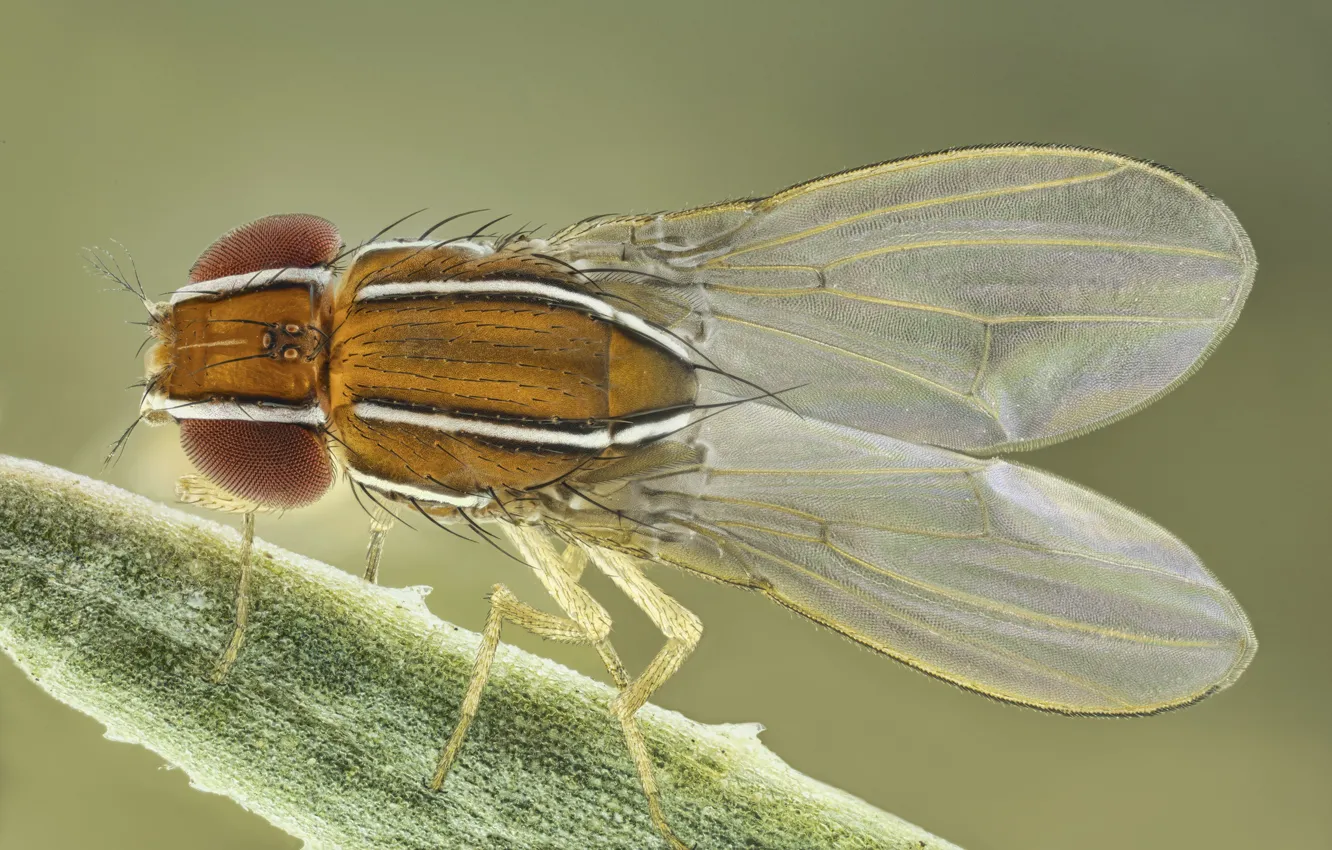 Photo wallpaper macro, fly, insect, wings, stripes