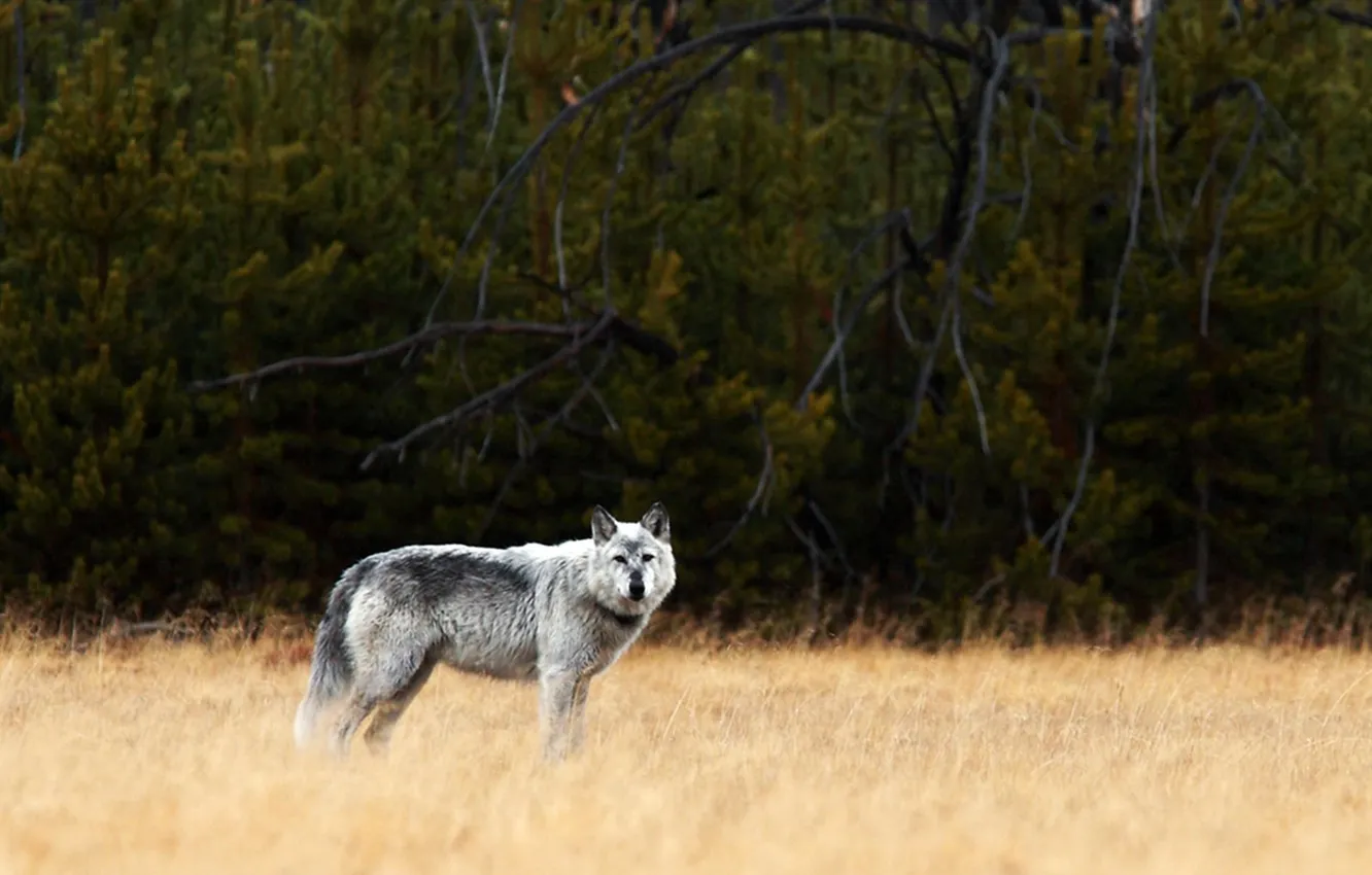 Photo wallpaper Predator, nature, animal, wolf, wildlife, portrait, portrait., Canis lupus. face