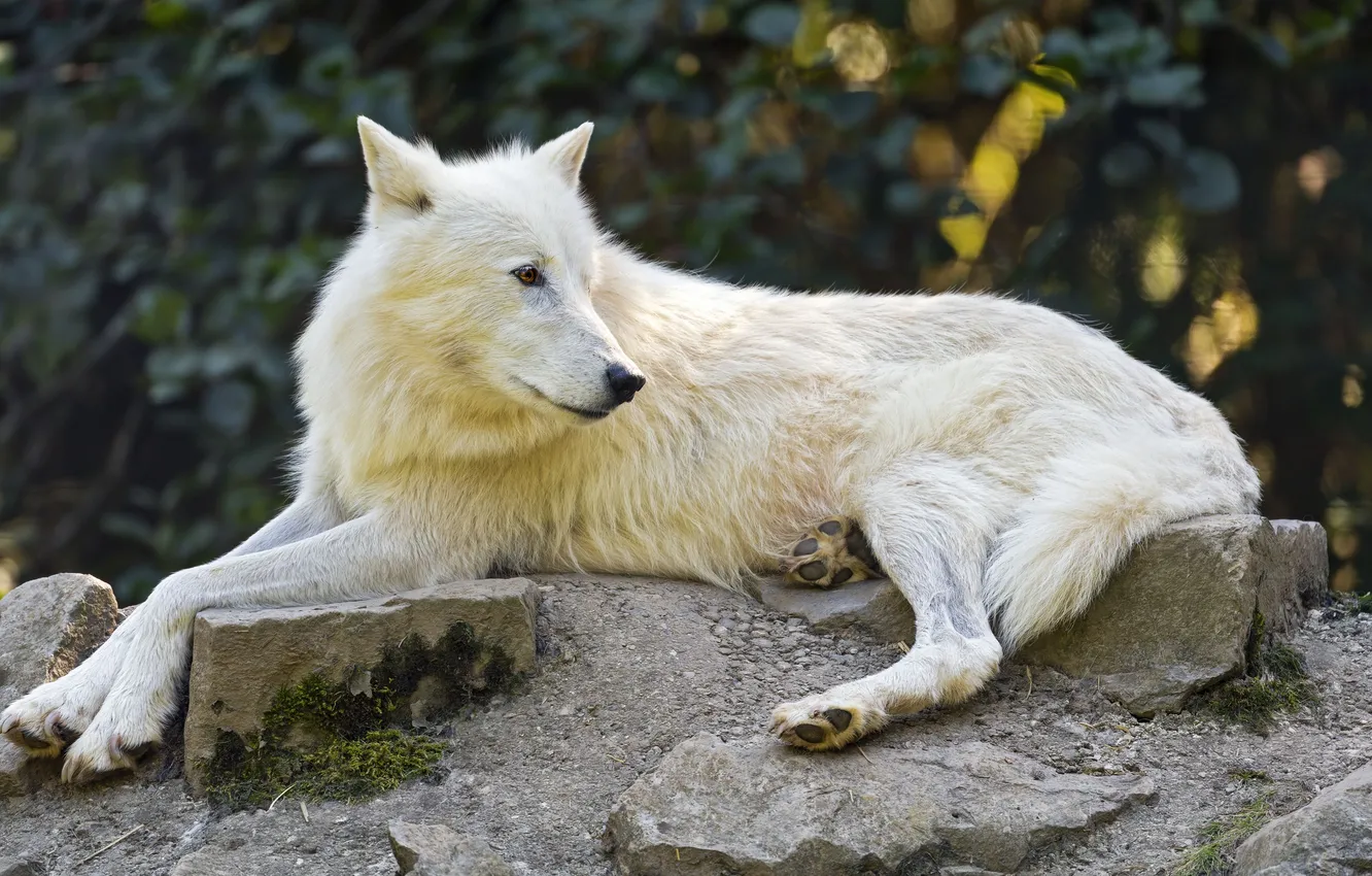 Photo wallpaper nature, Gray Wolf, face, animal, wolf, canis lupus, wildlife, head