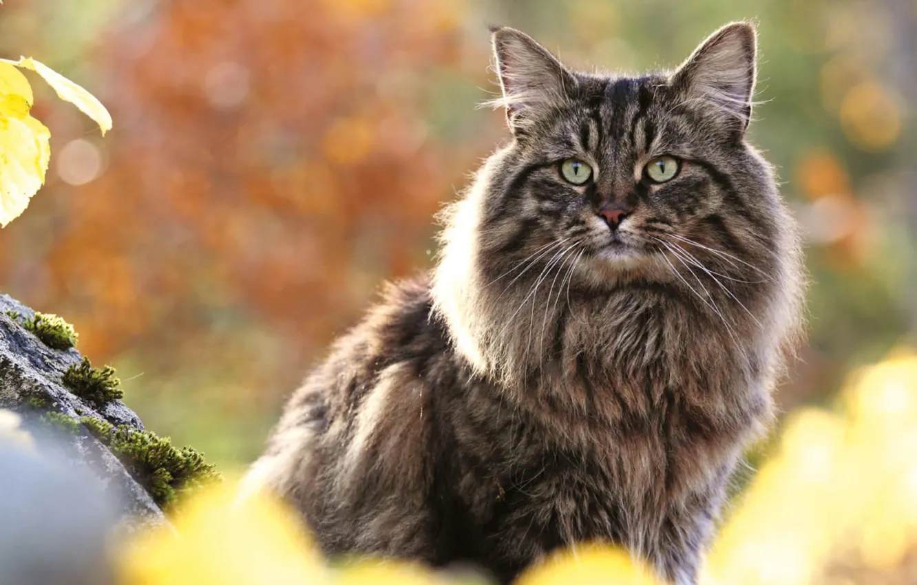 Photo wallpaper predator, Norway, domestic, Norwegan forest cat