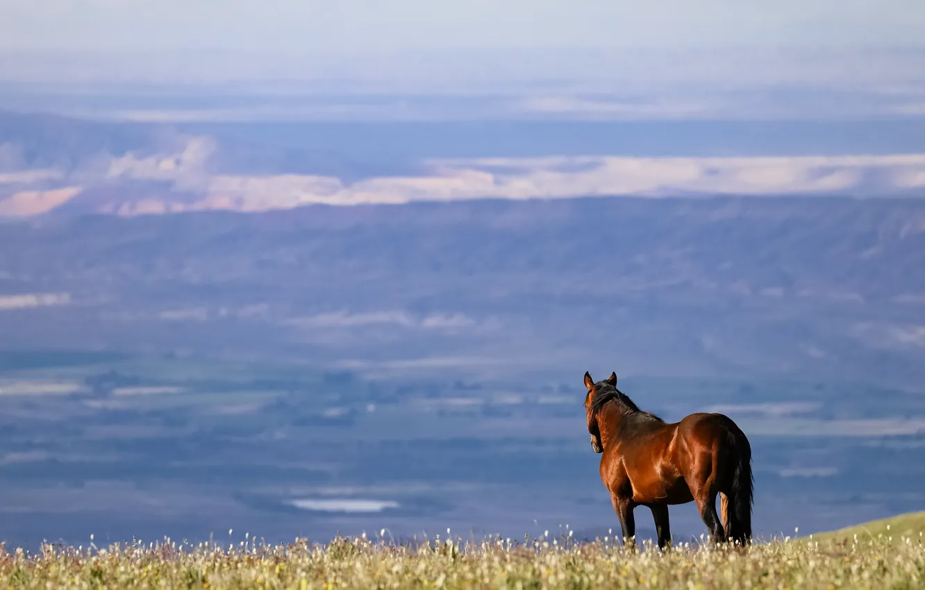 Photo wallpaper field, mountains, horse, horse, back, space, look into the distance