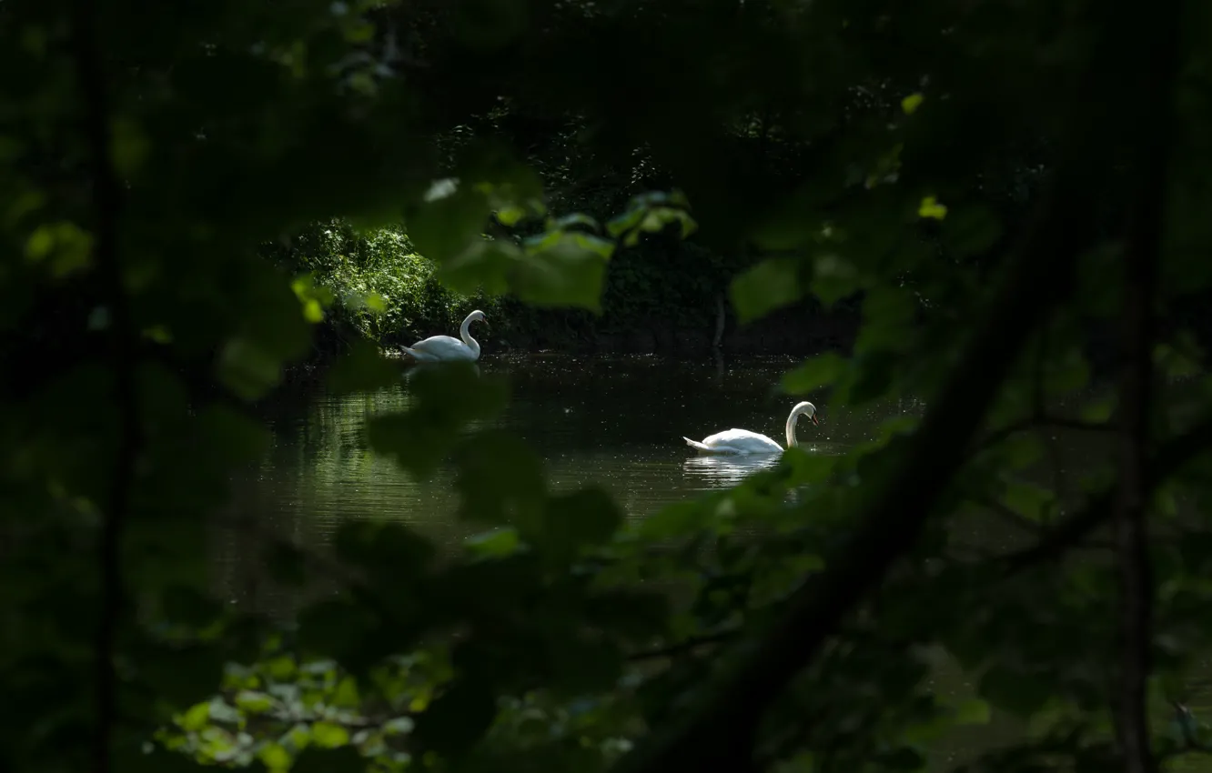 Photo wallpaper light, branches, nature, the dark background, thickets, bird, shore, foliage