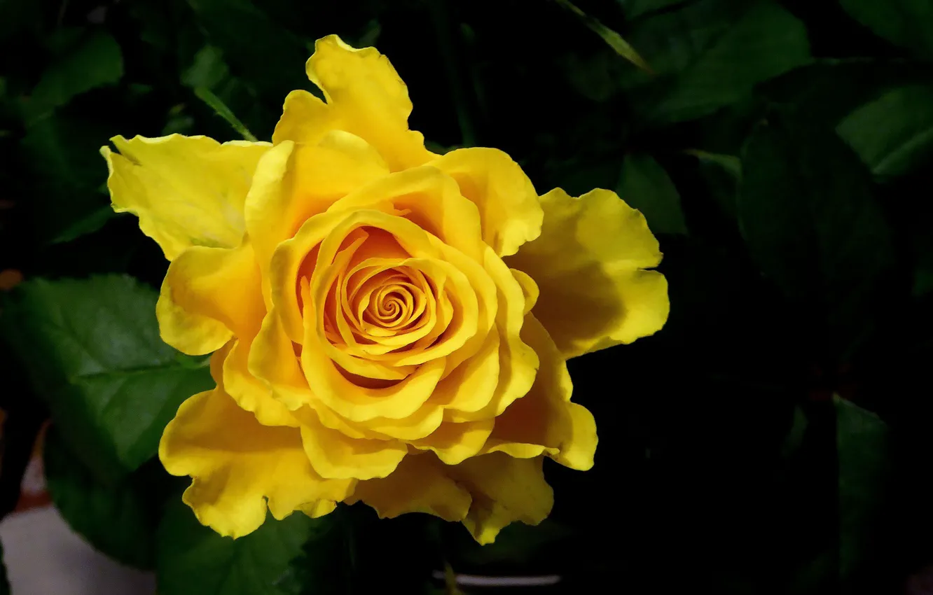 Photo wallpaper flower, yellow, Rose, Bud