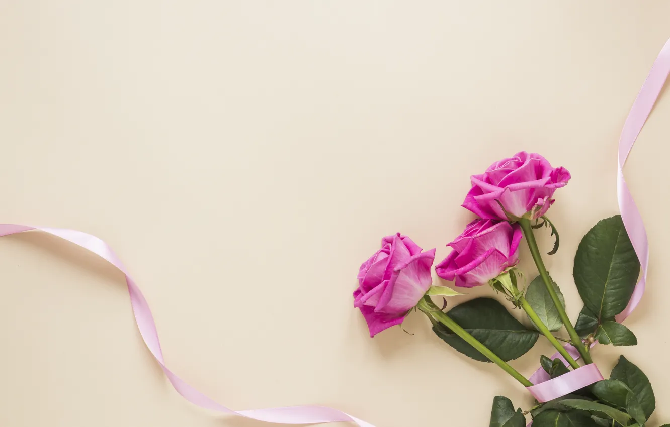 Photo wallpaper background, pink, roses, bouquet, tape