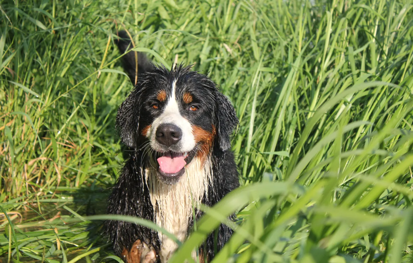 Photo wallpaper grass, dog, Bernese mountain dog