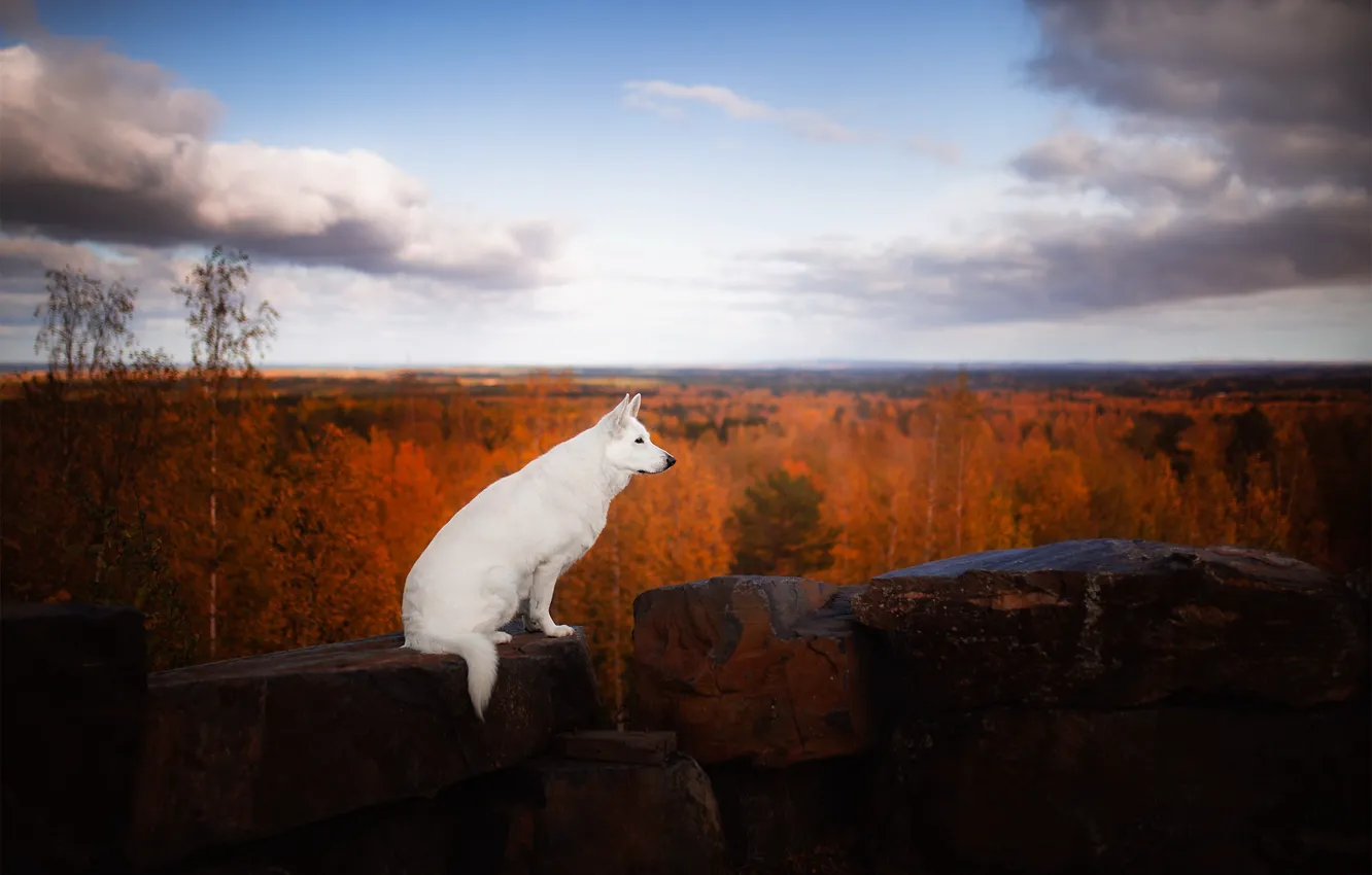 Photo wallpaper autumn, nature, each, dog