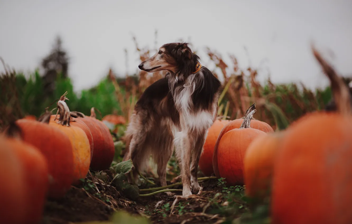 Photo wallpaper autumn, dog, pumpkin