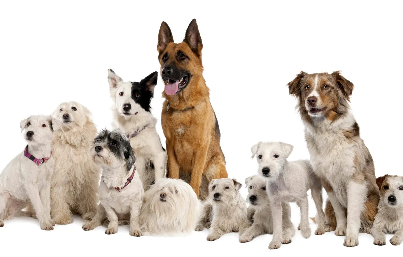 Photo wallpaper dogs, white background, shepherd, breed