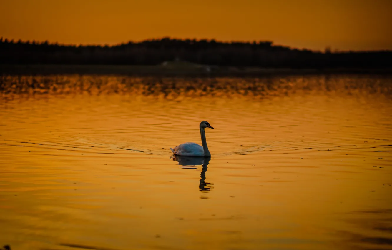 Photo wallpaper swan, twilight, sunset, lake, dusk