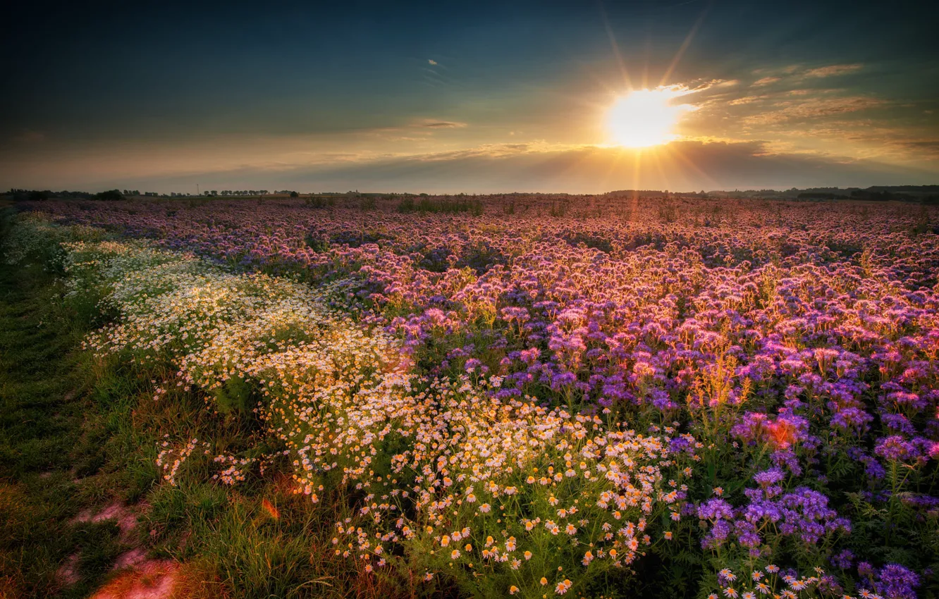 Photo wallpaper field, the sun, sunset, flowers, chamomile, meadow, phacelia