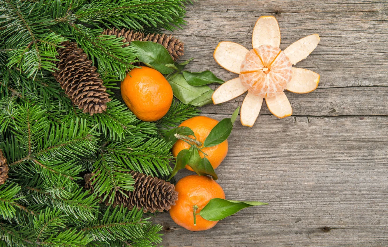 Photo wallpaper branches, Board, spruce, tree, fruit, bumps, tangerines