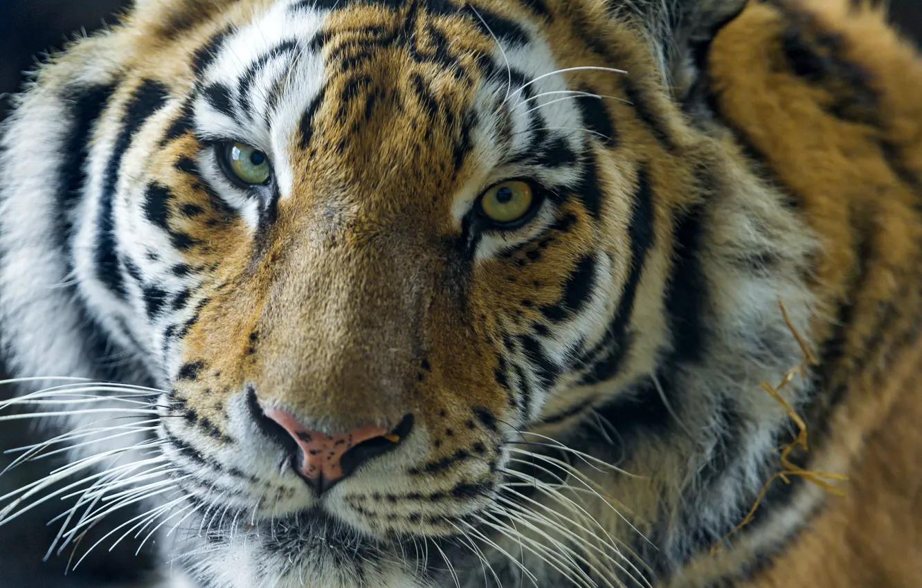 Photo wallpaper look, face, portrait, big cat, the Amur tiger