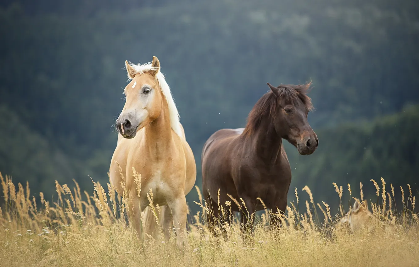 Photo wallpaper nature, background, horse