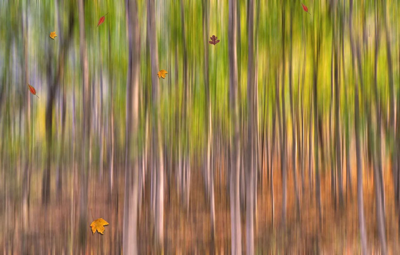 Photo wallpaper autumn, forest, leaves, trees