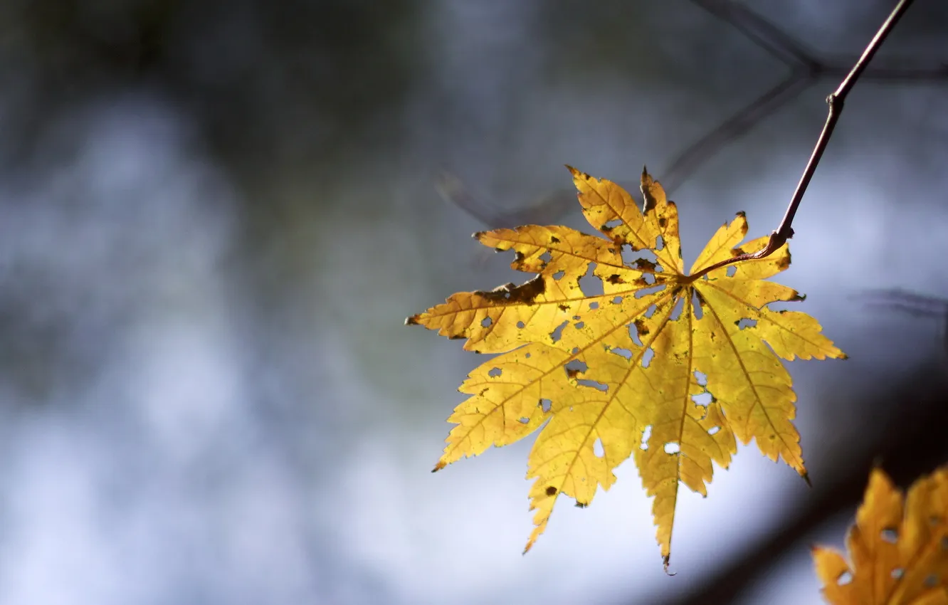 Photo wallpaper autumn, leaves, nature
