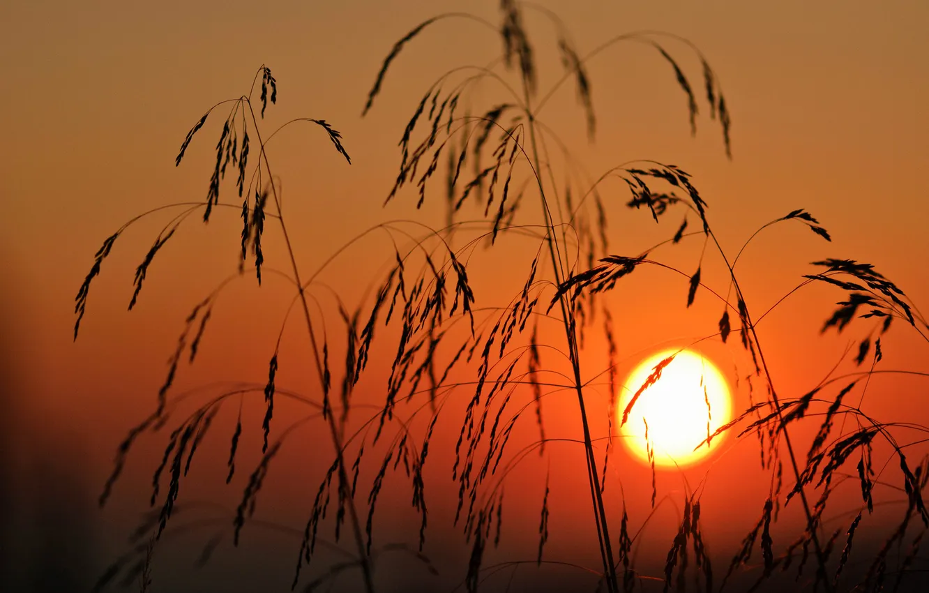 Photo wallpaper the sky, the sun, macro, sunset, plant