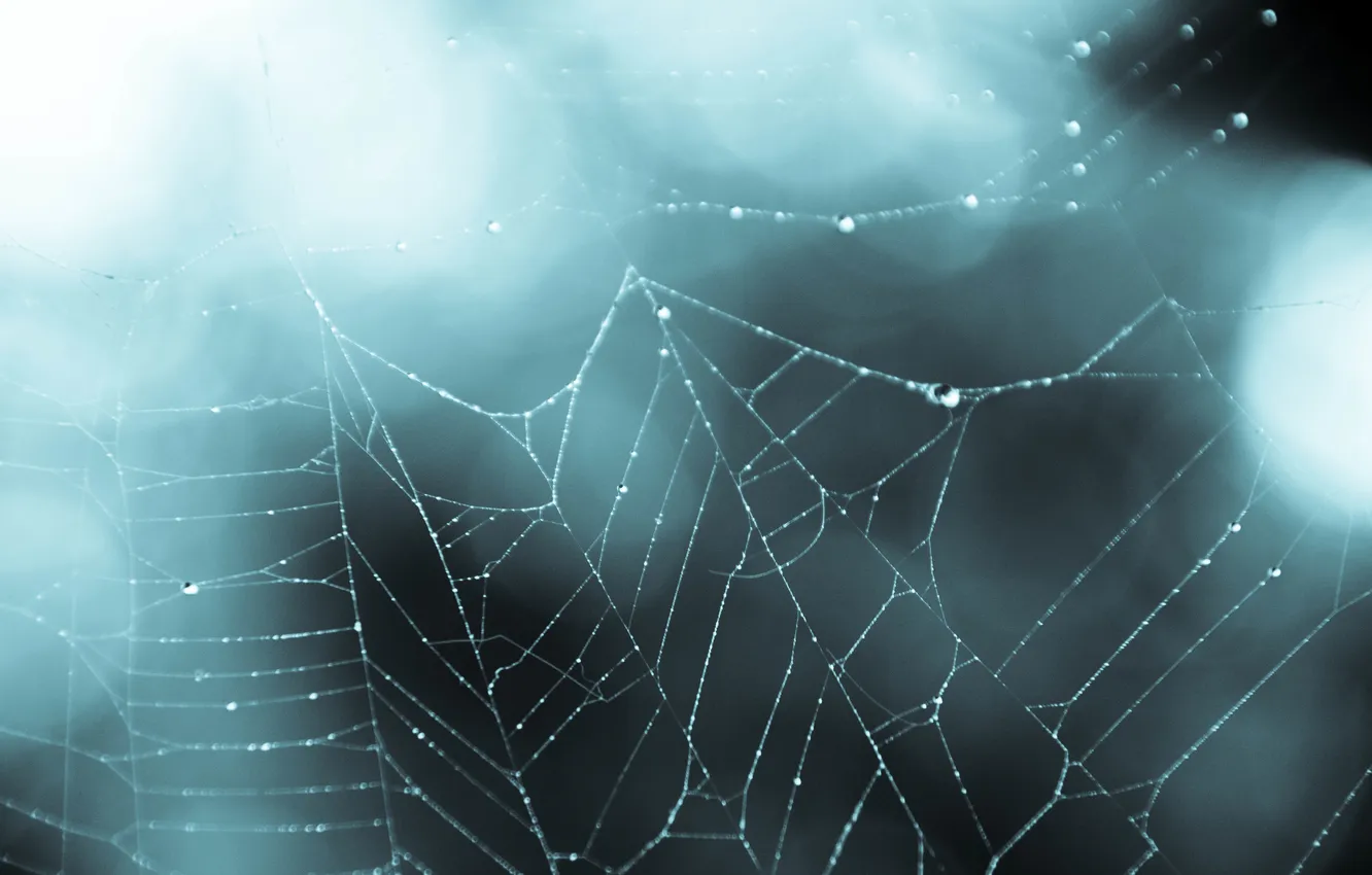 Photo wallpaper drops, web, bokeh