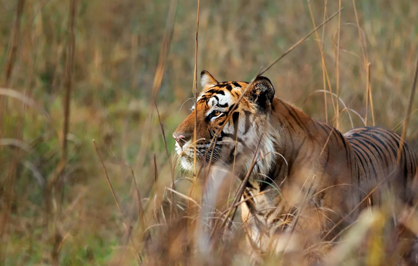 Photo wallpaper cat, predator, Bengal tiger