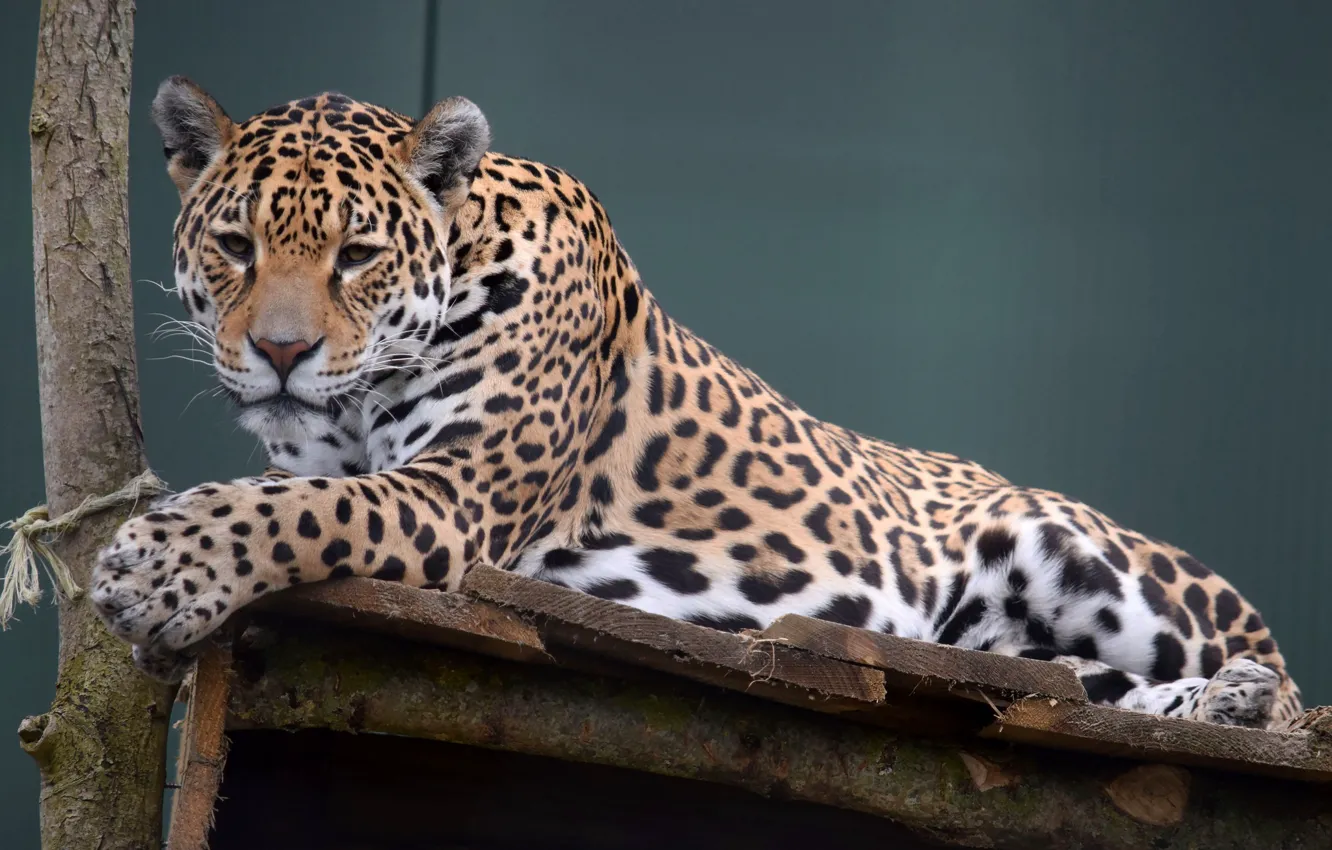 Photo wallpaper cat, stay, leopard, beauty, wild