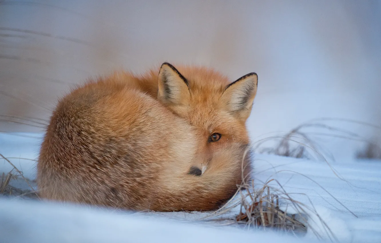 Photo wallpaper fox, winter, snow, freeze, looking, wildlife, frost, curled up