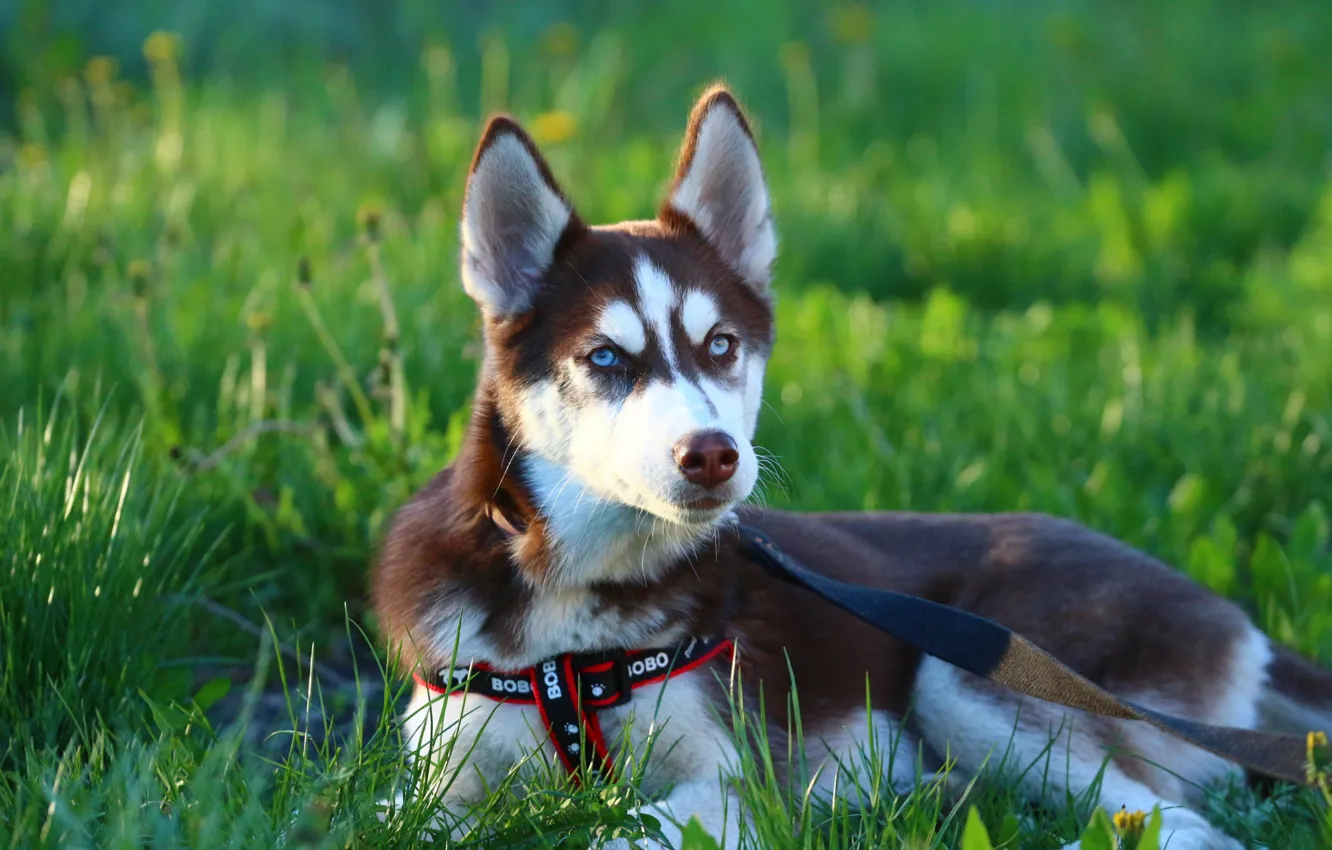 Photo wallpaper eyes, puppy, leash, weed, husky, mordaha