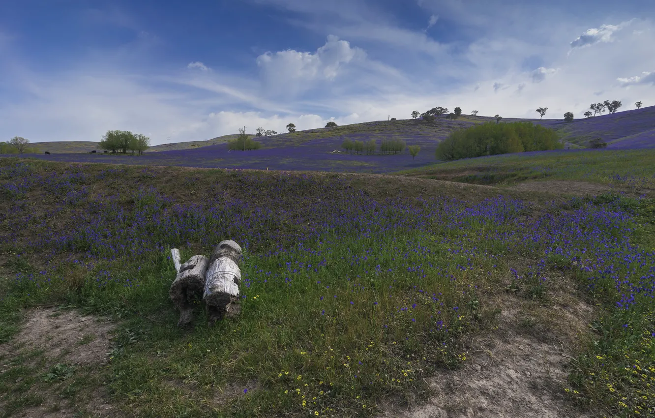 Photo wallpaper log, flowers, lilac, field, meadow, hills