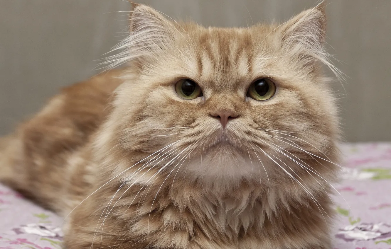 Photo wallpaper cat, cat, look, face