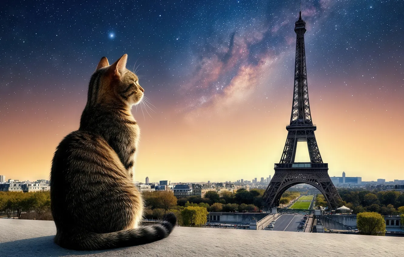 Photo wallpaper cat, cat, night, the city, lights, pose, grey, France